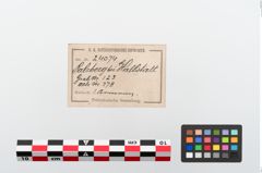 Etikett zu Bronzearmreif (NHMW-PRAE-024074)